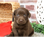 Small #3 Labrador Retriever