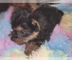 Small Photo #266 Yorkshire Terrier Puppy For Sale in AKRON, OH, USA