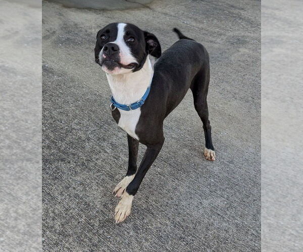 Medium Photo #12 American Pit Bull Terrier-Unknown Mix Puppy For Sale in Evansville, IN, USA