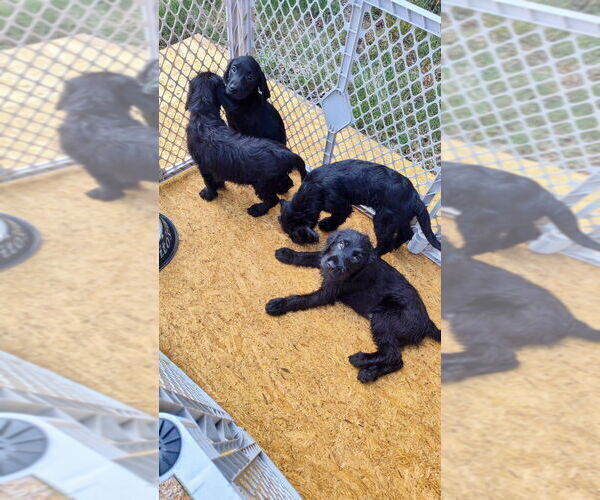 Medium Photo #6 Goldador Doodle Puppy For Sale in GIBSONVILLE, NC, USA