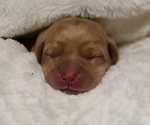 Small #1 Labrador Retriever