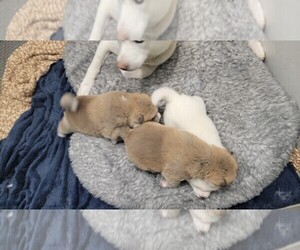 Akita Puppy for sale in AUBERRY, CA, USA