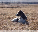 Small Photo #12 Bordoodle Puppy For Sale in OLATHE, CO, USA