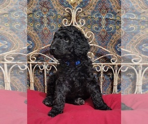 Poodle (Standard) Puppy for sale in WEBSTER, MN, USA
