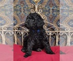 Small Photo #1 Poodle (Standard) Puppy For Sale in WEBSTER, MN, USA