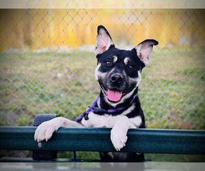 Mutt Dogs for adoption in Orlando, FL, USA