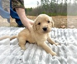 Puppy Dark Green Golden Retriever