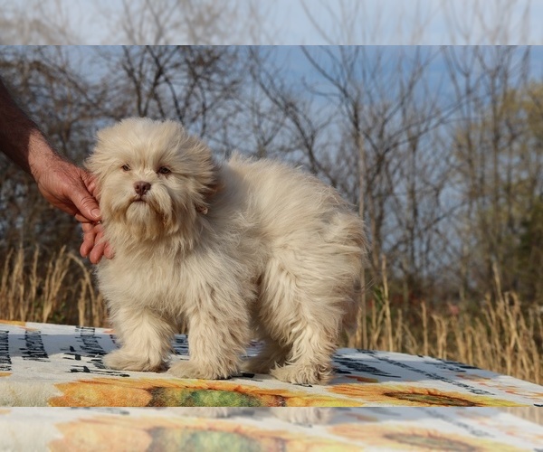 Medium Photo #11 ShihPoo Puppy For Sale in DYERSBURG, TN, USA