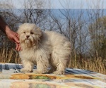 Small #10 ShihPoo
