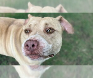 Mutt Dogs for adoption in Tulsa, OK, USA