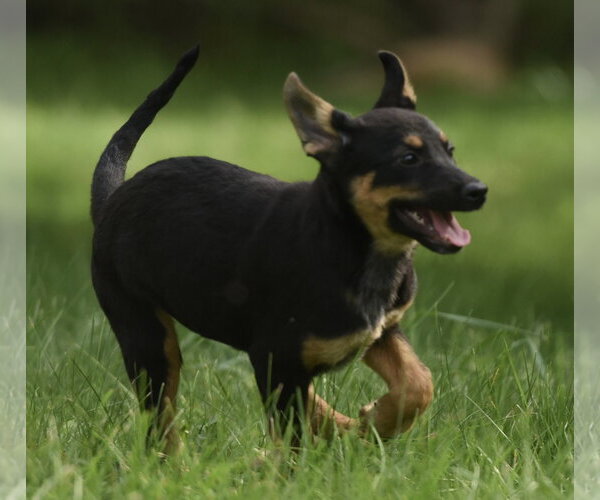 Medium Photo #4 Mutt Puppy For Sale in Mechanicsburg, PA, USA