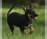 Small #3 Mutt