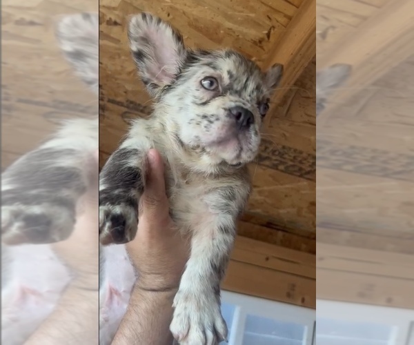 Medium Photo #17 English Bulldog Puppy For Sale in LITITZ, PA, USA