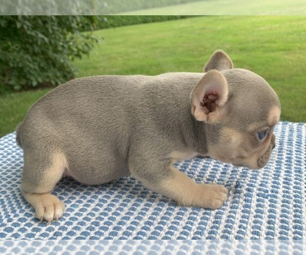 Medium Photo #5 French Bulldog Puppy For Sale in BREMEN, IN, USA