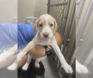 Labradoodle Dogs for adoption in SHERBURNE, NY, USA