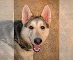 Small #3 Siberian Husky Mix