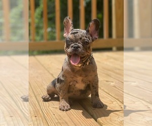 French Bulldog Puppy for sale in ATLANTA, GA, USA