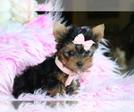 Small #15 Yorkshire Terrier