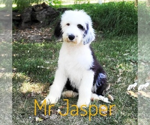 Sheepadoodle Puppy for sale in GOLDEN CITY, MO, USA