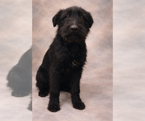 GIANT SCHNAUZER -Unknown Mix Dogs for adoption in Oak Bluffs, MA, USA