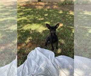 Mother of the Chihuahua puppies born on 06/22/2025