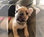 Small Photo #1 French Bulldog Puppy For Sale in HOFFMAN EST, IL, USA
