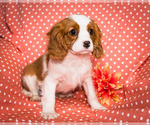 Small Photo #7 Cavalier King Charles Spaniel Puppy For Sale in WAKARUSA, IN, USA