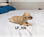 Small #4 Chihuahua