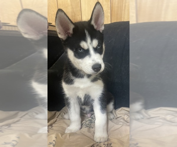 Medium Photo #2 Siberian Husky Puppy For Sale in COLUMBIA, MD, USA