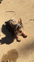 Yorkshire Terrier Puppy for sale in MONTGOMERY, AL, USA