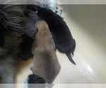 Small Photo #41 Australian Shepherd-Pembroke Welsh Corgi Mix Puppy For Sale in GALLEGOS, NM, USA