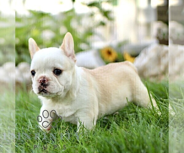 Medium Photo #3 French Bulldog Puppy For Sale in RONKS, PA, USA