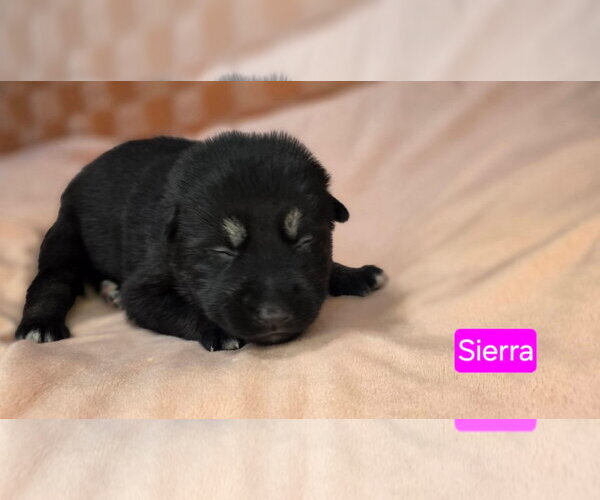 Medium Photo #1 American Pit Bull Terrier-Unknown Mix Puppy For Sale in Duluth, MN, USA