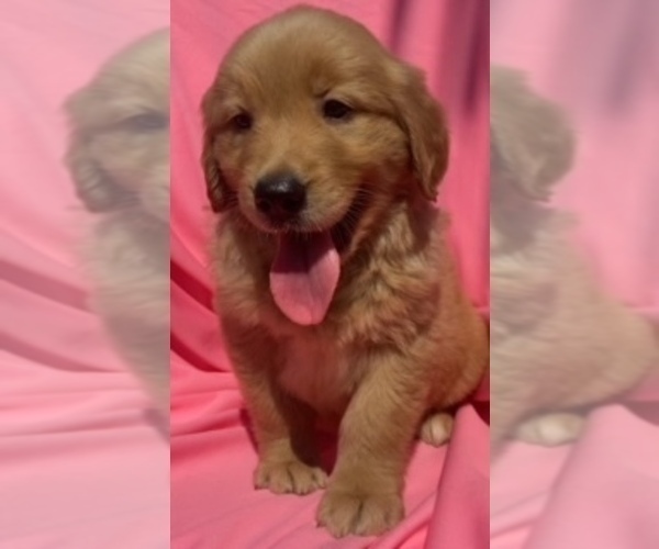 Medium Photo #1 Golden Retriever Puppy For Sale in SANTA ANA, CA, USA