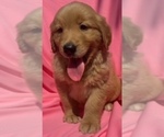 Image preview for Ad Listing. Nickname: Daisy