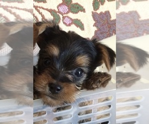 Yorkshire Terrier Puppy for sale in SAN JOSE, CA, USA