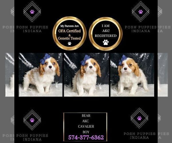 Medium Photo #87 Cavalier King Charles Spaniel Puppy For Sale in WARSAW, IN, USA