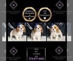 Small #1 Cavalier King Charles Spaniel