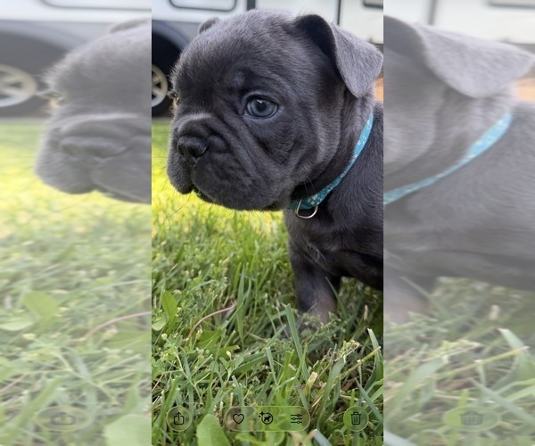 Medium Photo #1 French Bulldog Puppy For Sale in CLAREMONT, CA, USA