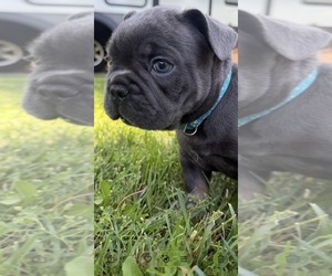 French Bulldog Puppy for Sale in CLAREMONT, California USA