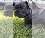 Small French Bulldog