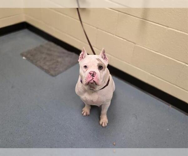 Medium Photo #1 Bulldog Puppy For Sale in Denver, CO, USA
