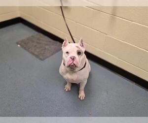 Bulldog Dogs for adoption in Denver, CO, USA