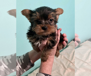 Yorkshire Terrier Puppy for sale in DETROIT, TX, USA