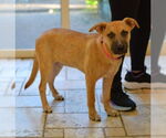 Small #3 Mutt
