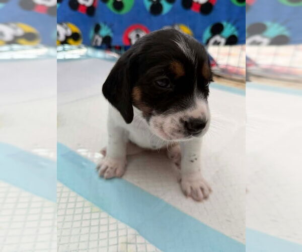 Medium Photo #4 Beagle-Unknown Mix Puppy For Sale in New York, NY, USA