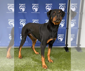 Rottweiler Dogs for adoption in Hillsboro, NH, USA