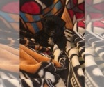 Puppy Ricky Shorkie Tzu