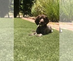 Small #8 German Shorthaired Pointer