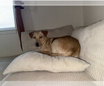 Small #6 Golden Retriever Mix